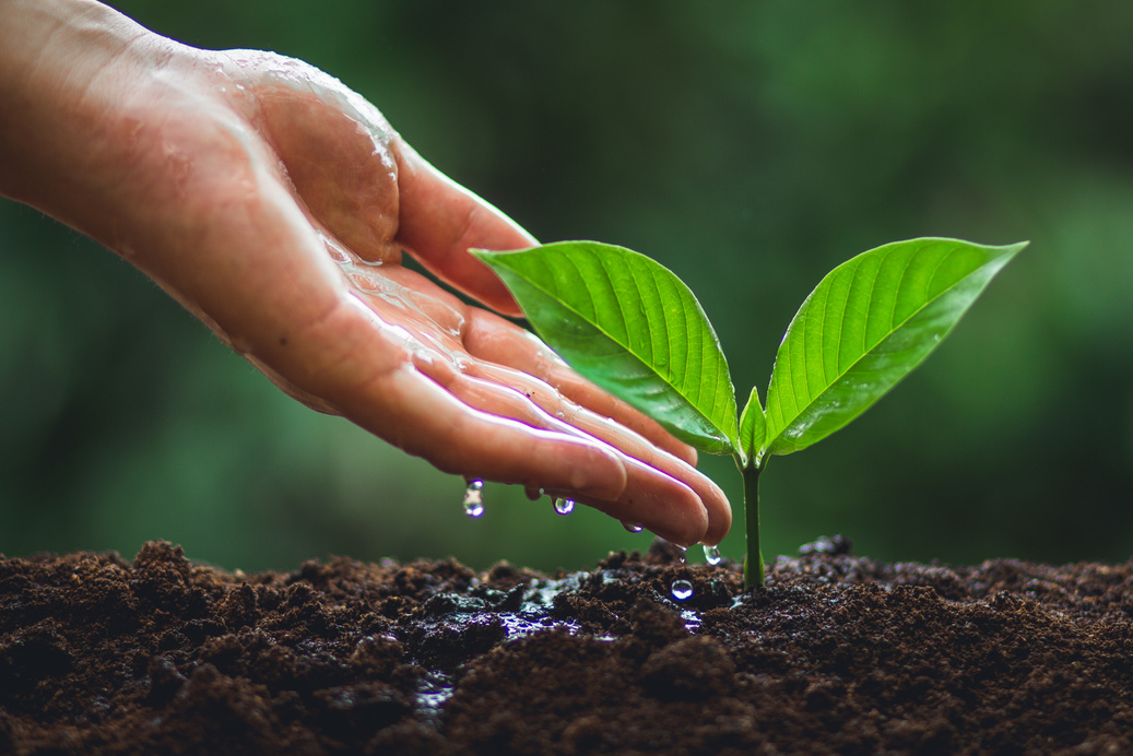 Young tree Tree Planting Tree care Watering a tree in nature